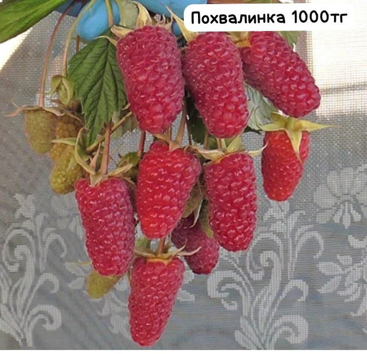 Саженцы малины ремонтантных сортов