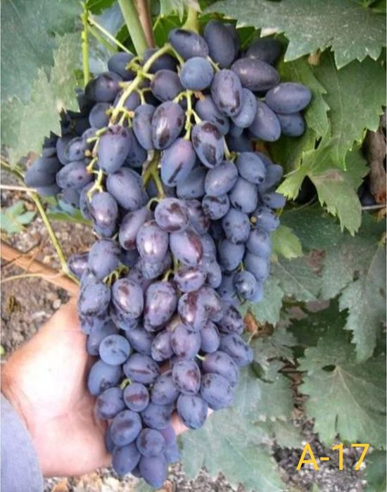 Виноград саженцы европейские сорта