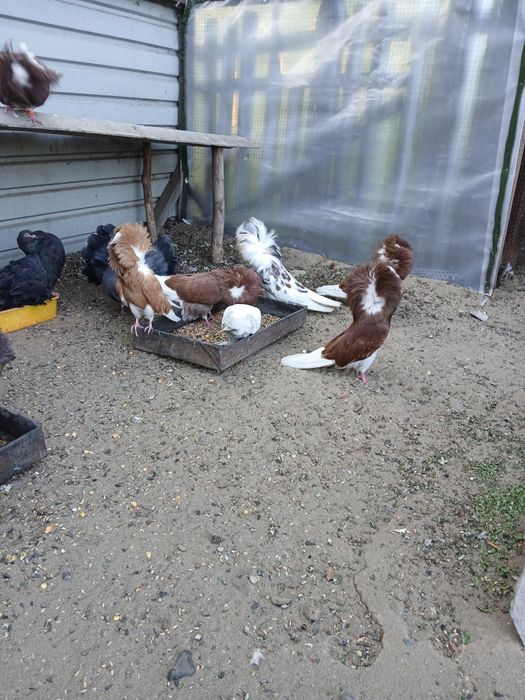 Продам голубей якобины