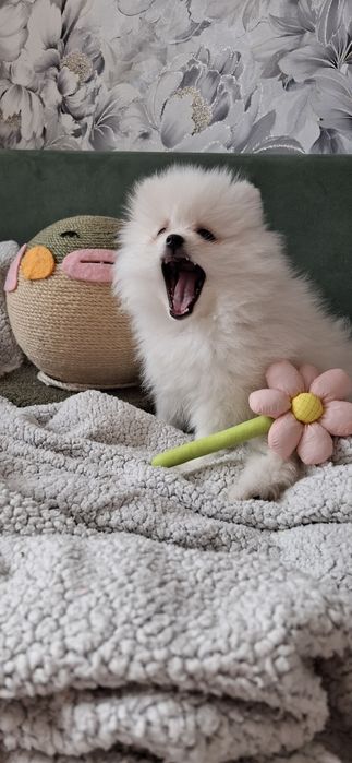 Девочка шпиц беленькая полностью