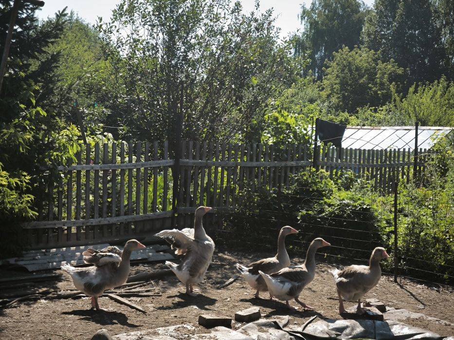 Продам семью гусей