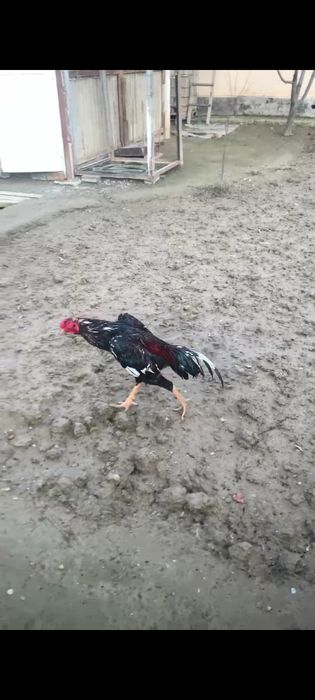 Дакан бойцовый петух