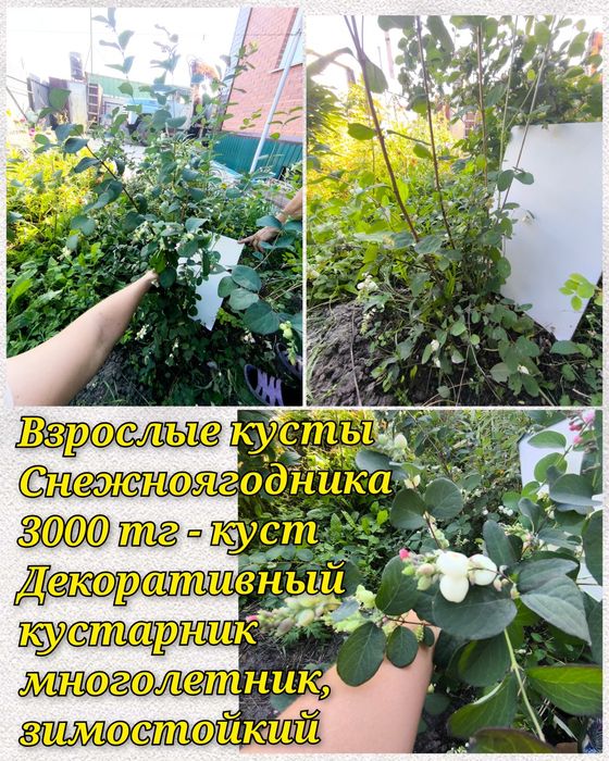 Саженцы садовых, луковицы, делёнки