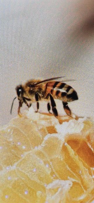 Vând miere de albine poliflora