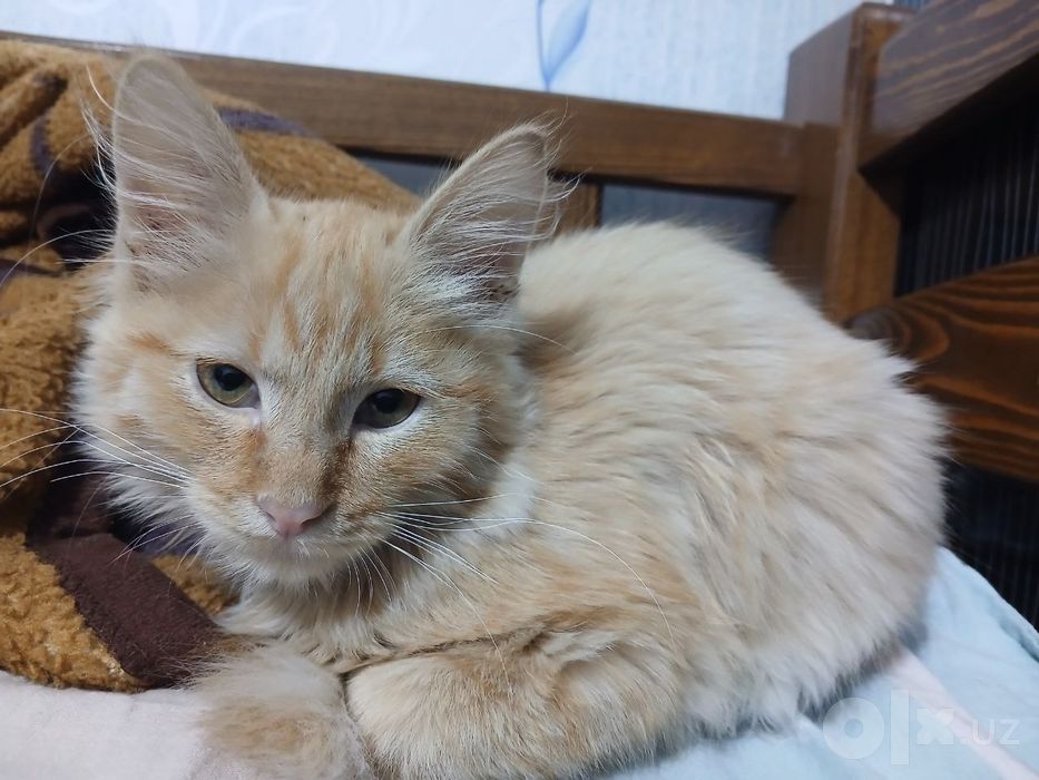 Mushuk xadyaga beriladi