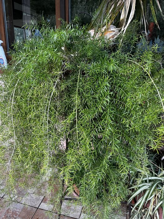Floare uriasa asparagus