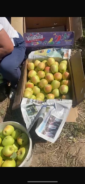 Яблоневый сад 5 га