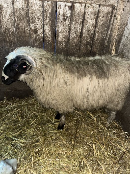 De vanzare noatin brez