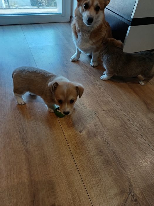 Корги Пембург бебета