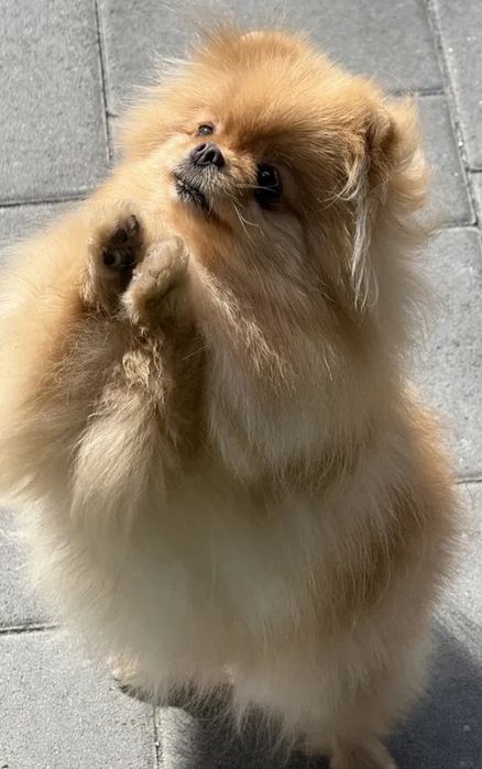 Мъжки миниатюрен померан с всички ваксини