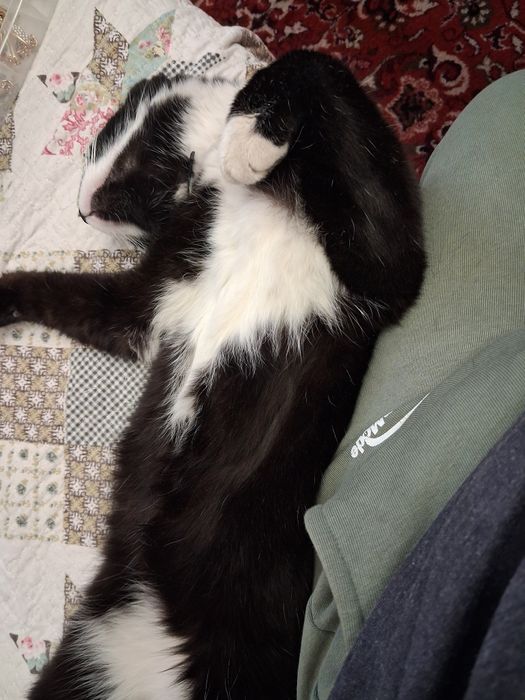 Кот чёрнобелого окраса