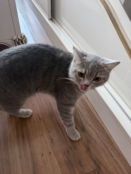 шотландская прямоухая кошка.