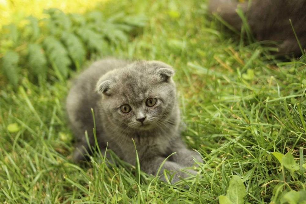 Продаются котята скоттиш-страйт