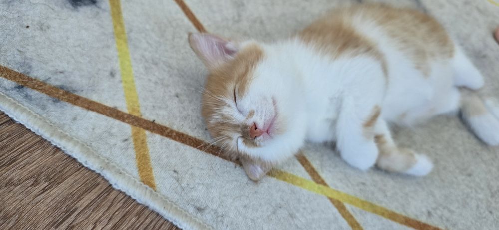 Ищет дом котёнок (девочка)