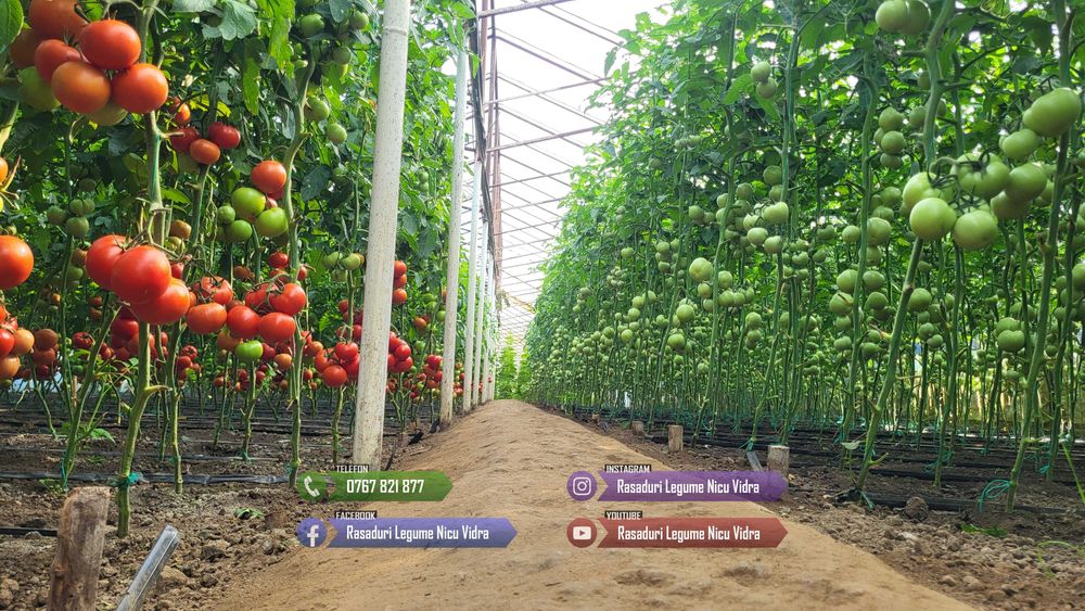 Rasad Rosii Rila, Prekos, Kalina, Ardei, Castraveti | Rasaduri Legume