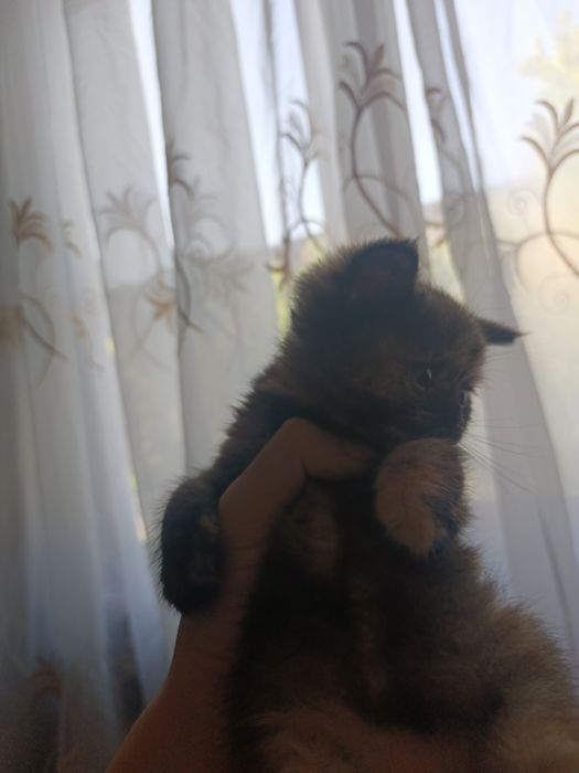 Mushukchalar sotiladi!