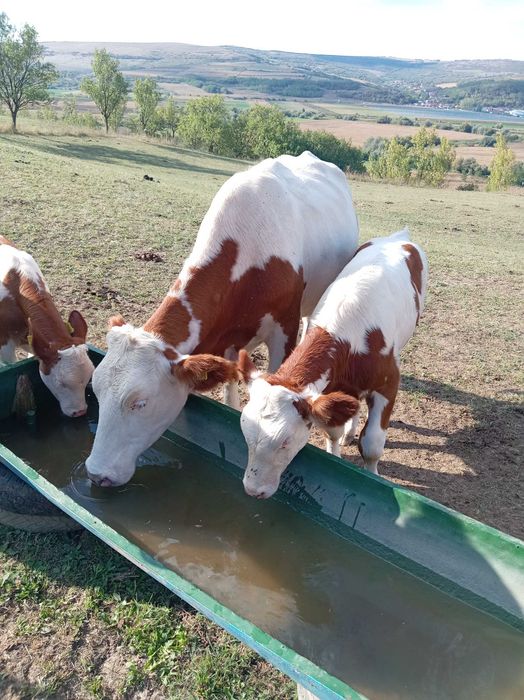 De vânzare lot de 5 bucati