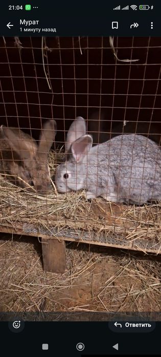 Продам  крольчат фландера