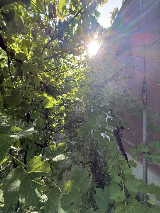 Casa CENTRU + anexe + teren 1400mp Manastirea casin Bacau Onesti