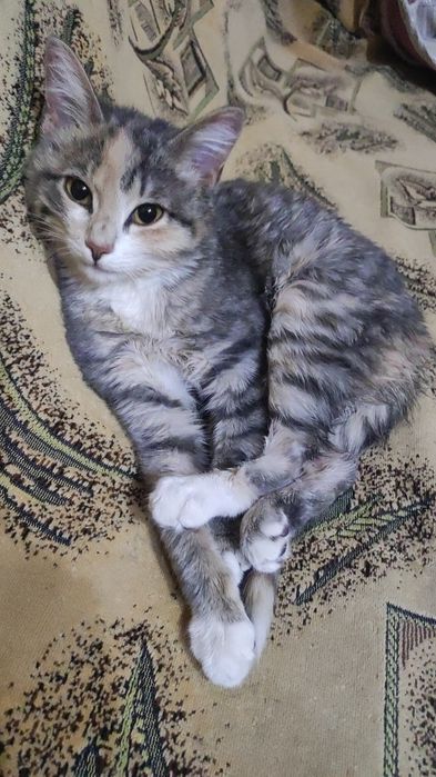 Котёнок трехцветка 4,5месяца