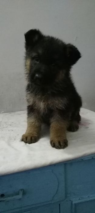 Немецкие Авчарки Кучик Сотилади