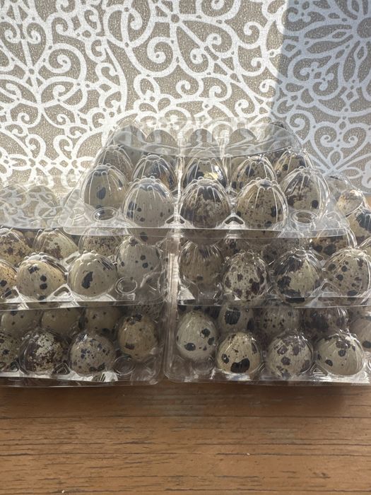 Продам перепелов разных возрастов.