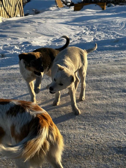 Отдам щенков подростков в добрые руки