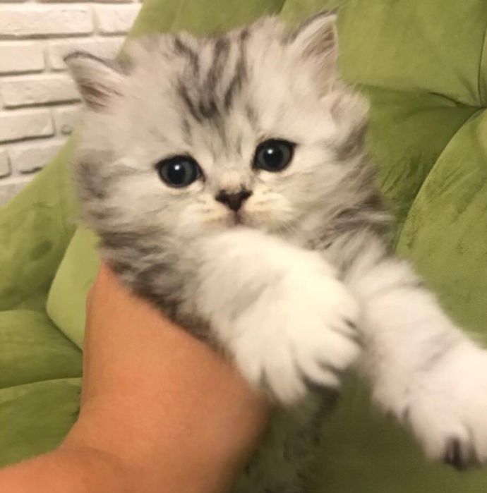 Продаются  шотландские  котята.