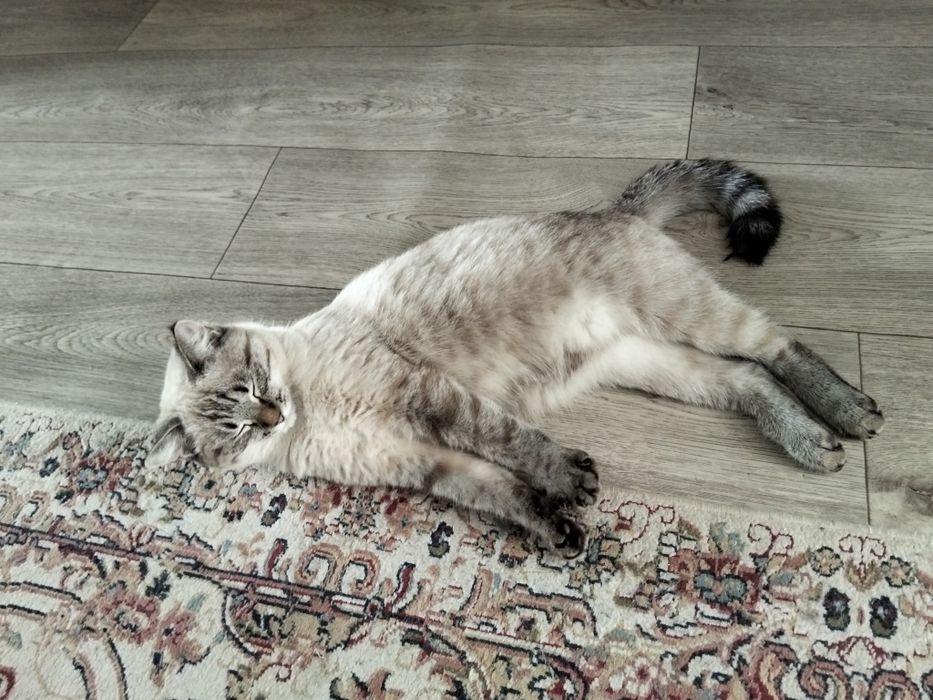 Отдам в добрые руки кошку