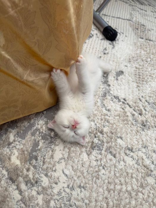 Скоттиш Фолд, 2 мальчики