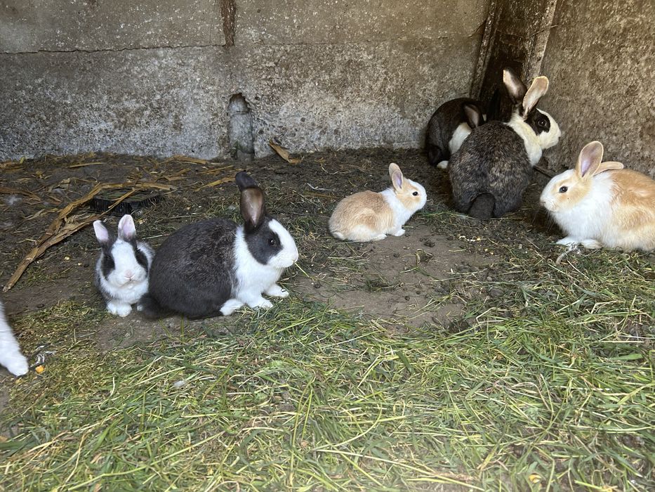 Iepurasi spre adoptie