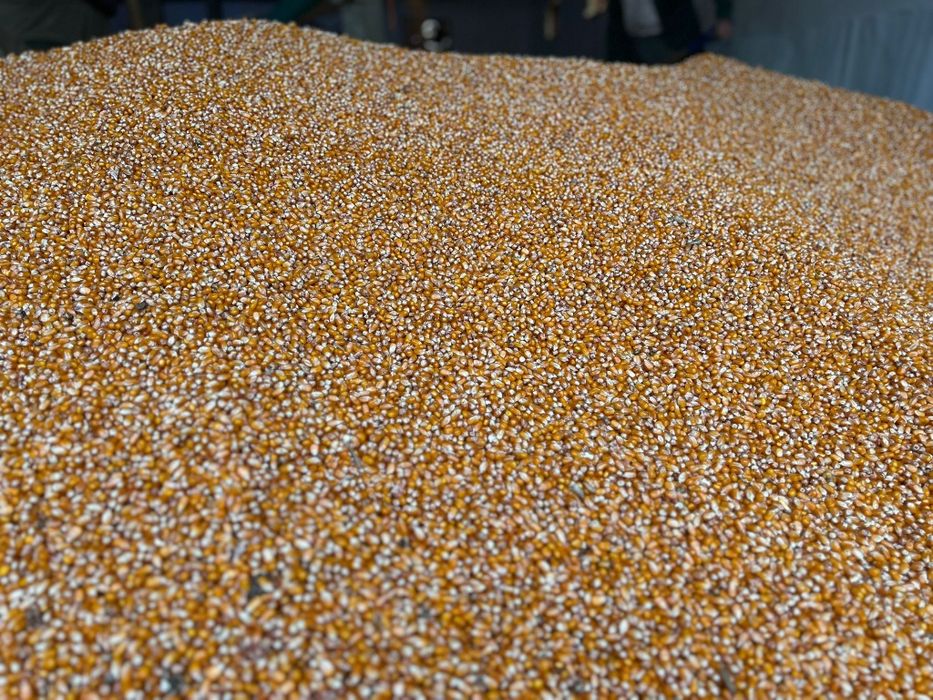 Porumb bob sticlos 2025