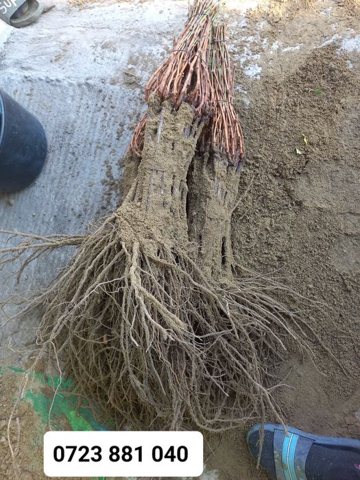 Butasij vita de vie anul 2 și anul 3