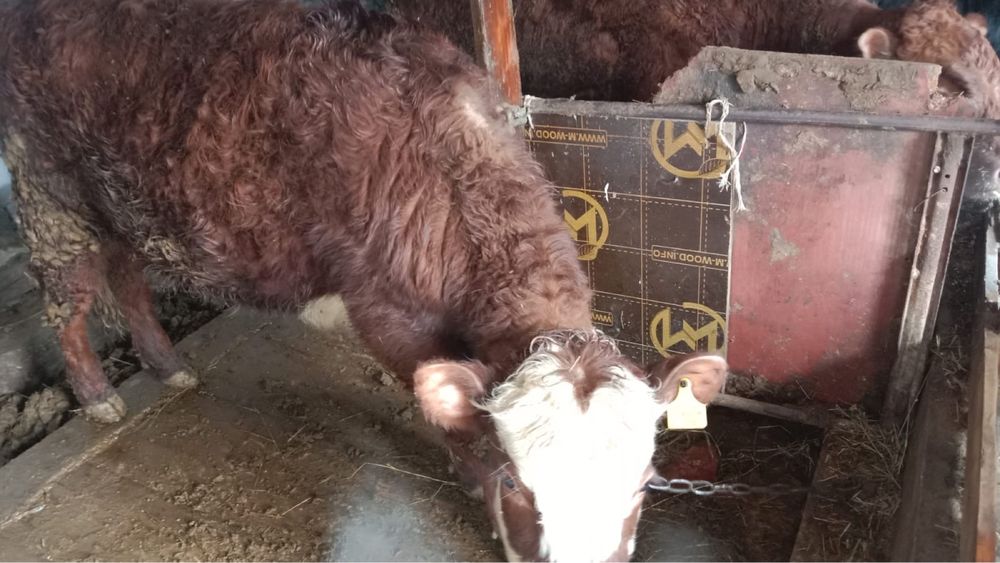 Еркеккк ургашыыы