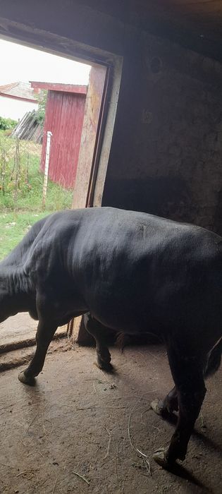 Vând vițel de 7 luni