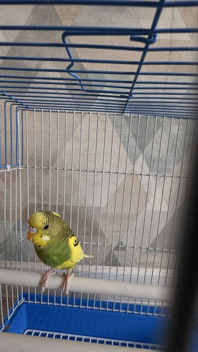 Попугай с клеткой
