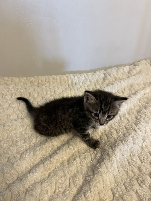 Котята породистые