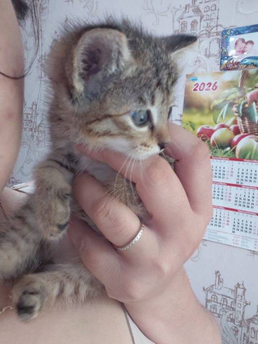 Котёнок в добрые руки