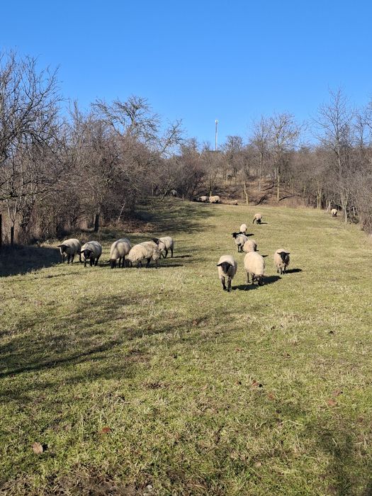 Vând oi Suffolk cu miei