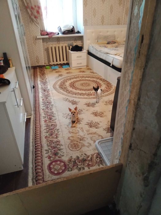 Продажа собачки чихуахуа