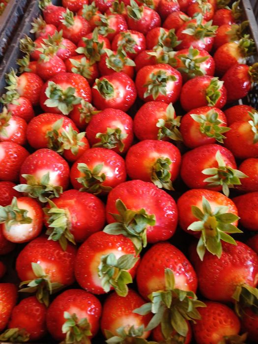 Разсад ягоди от производител