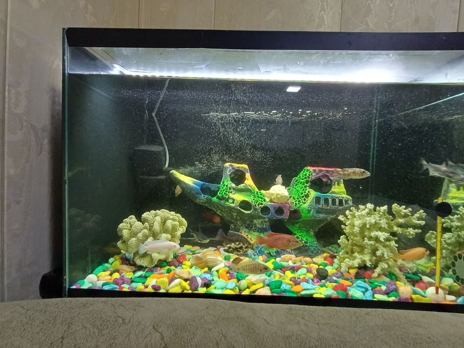 Аквариум балиқлар Аквариумные рыбки Akvarium baliqlar