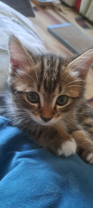 Котёнок 2,5 месяцев