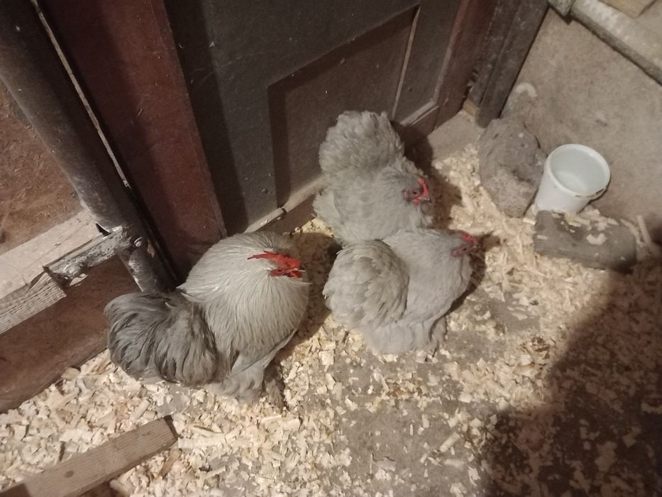 Cochinchina. Pitic Izabel