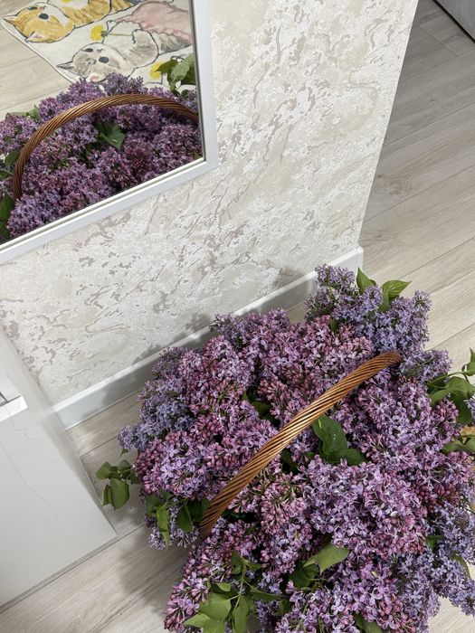 Сирень двух сортов