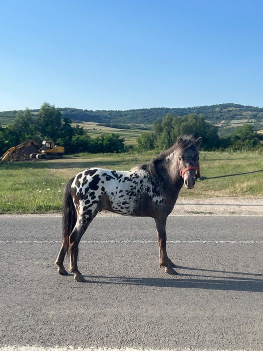 Vand un poneu  frumos
