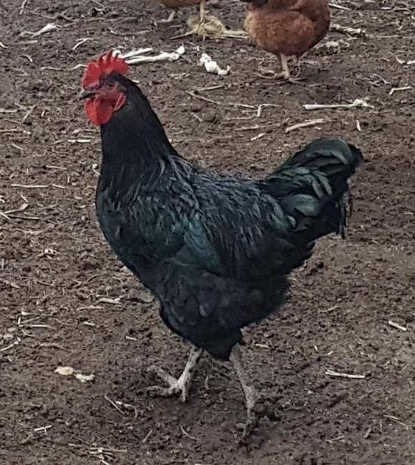 Продам молодых петухов.