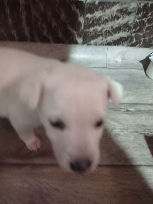 Отдам маленьких щенков