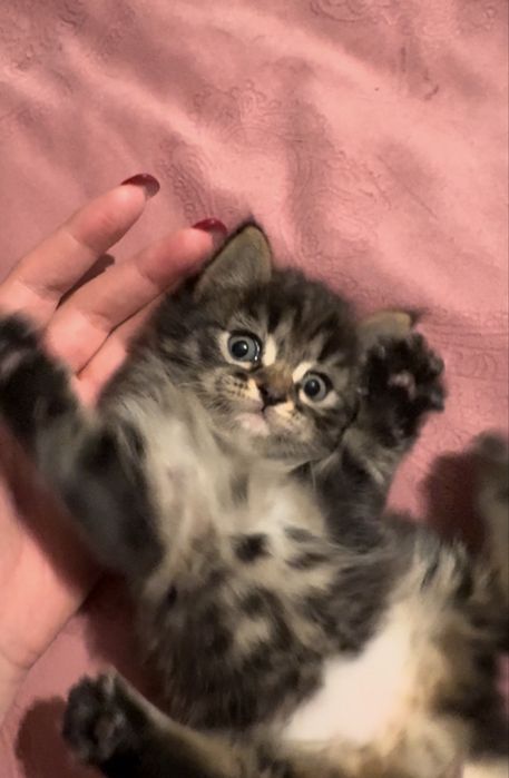 Тебе нужен сладкий котенок?