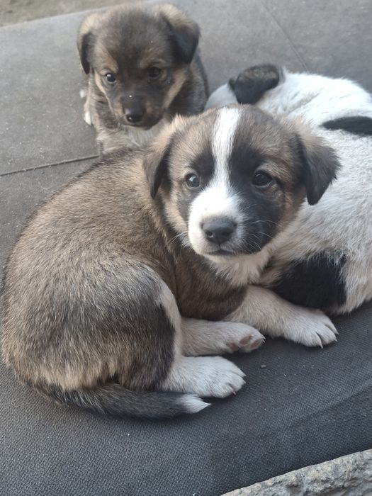 Щенки в хорошие руки